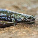 potatoisasnake avatar