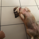 potatomoshpit avatar