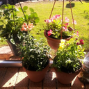 potsontheporch avatar