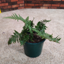 potted-plant-official avatar