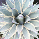 pottedsucculents-ca avatar