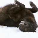 powder-of-infinity avatar