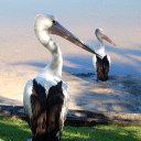 powderandliquid avatar