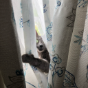 powerfulcodpiece-blog avatar