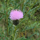 powerofthequill avatar