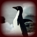 powerpenguinstuck-blog avatar