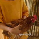 ppdchickencoop avatar