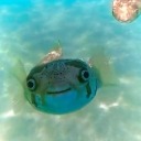 ppppppppuffffffffffeerfish avatar