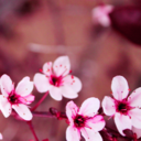 pprincesss-blog avatar