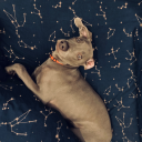 pproxidevengwes avatar