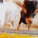 praeingmantis avatar