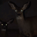 prairiesorrows avatar