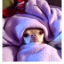 prakem-prolgiid avatar