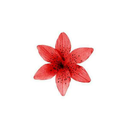 precious-life-blog avatar