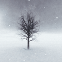 precious-silence avatar