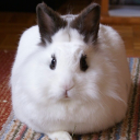 preciousbbybuns avatar