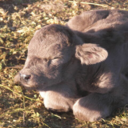 precisecactus avatar