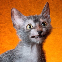 preciselydreamy avatar