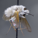 prehistoric-android avatar