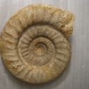 prehistoricnerd avatar