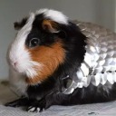 premium-shavocado avatar