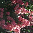 premonition-universal-doctor avatar