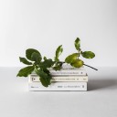 prepolyglot-moved avatar