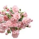 prestgiousbreakfastattiffanys avatar