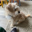 pretending-to-study avatar