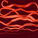 prettiest-parasite avatar