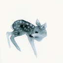 pretty-little-doe avatar