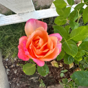 pretty-pretty-princess13 avatar