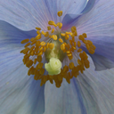 pretty-things-and-places avatar