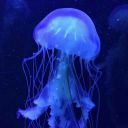 prettybluejellyfish avatar