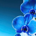 prettyblueorchid avatar