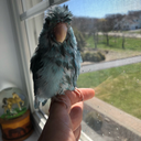 prettyblueparrotlet avatar