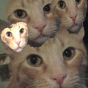 prettybonkers avatar