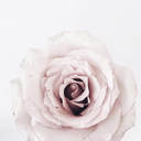 prettybrowneyess avatar