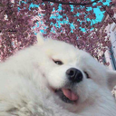 prettydoggos avatar