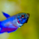 prettyfishies avatar