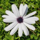 prettyflower34 avatar