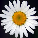 prettyisnteverythiing avatar