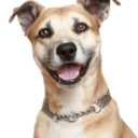 prettylittleheada avatar