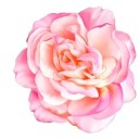 prettypinkdreamymilkshakes avatar