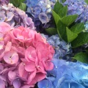 prettyprivateprincess avatar