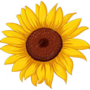 prettysunflowersworld avatar