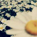 preuvelunaire avatar