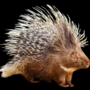 prickly-porcupine-memes avatar