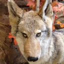 pricklydo-blog avatar