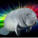 prideandmanatees avatar